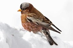 Gray-crowned Rosy-Finch